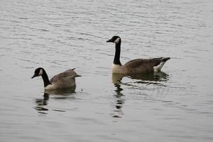 A view of a Canada Goose photo