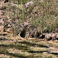 A close up of a Little Bittern photo