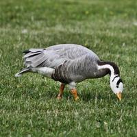 A view of a Bar Headed Goose photo