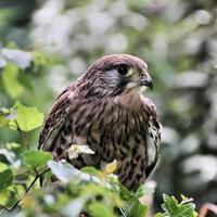 A view of a Kestrel photo