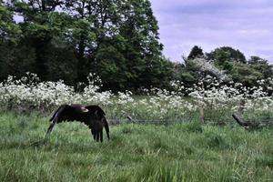 A view of a Steppe Eagle in flight photo