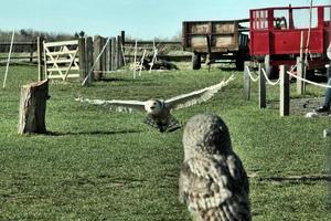 A view of a Snowy Owl photo