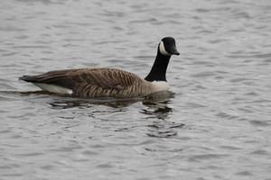 A view of a Canada Goose photo