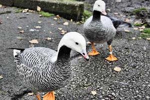 A view of an Emporer Goose photo