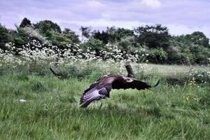 A view of a Steppe Eagle in flight photo