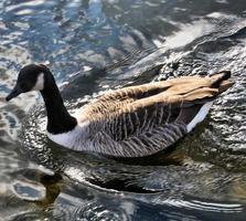 A close up of a Canada Goose photo