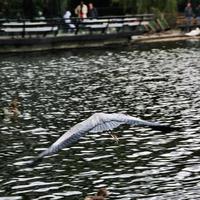 A close up of a Grey Heron photo