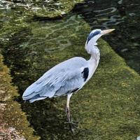 A close up of a Grey Heron photo