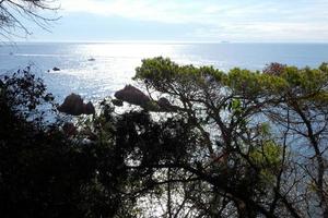 Coast with rocks and blue sea full of trees that reach almost to the sea. photo