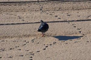 Common pigeons on the beach sand in the summer season photo