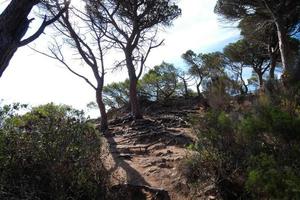 pinos, rocas y acantilados en la costa brava catalana en el mar mediterráneo foto