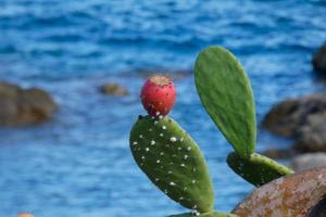 Prickly pear with prickly pears, a plant from southern Europe and North Africa. photo