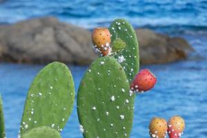 Prickly pear with prickly pears, a plant from southern Europe and North Africa. photo