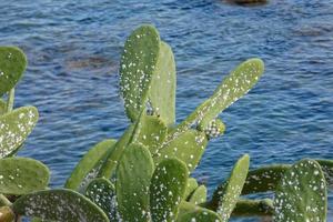 Prickly pear with prickly pears, a plant from southern Europe and North Africa. photo