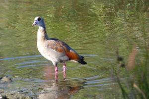 migratory waterbirds on the mediterranean coast photo