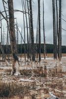 View of dead trees in muddy water amidst geothermal landscape at national park photo
