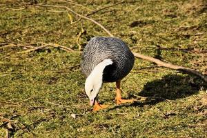 A view of an Emporer Goose photo