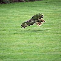 A view of an Eagle Owl photo