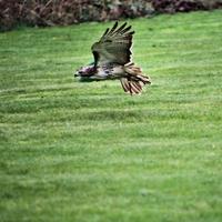 A view of a Red Tailed Buzzard photo