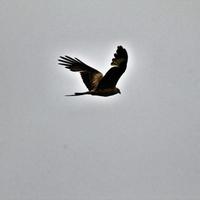 A view of a Red Kite in flight photo