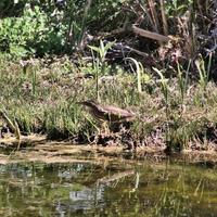 A close up of a Little Bittern photo