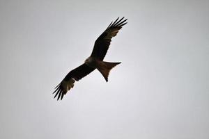 A view of a Red Kite in flight photo