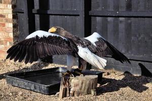 una vista de un águila estelar foto