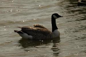 A view of a Canada Goose photo