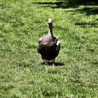 A view of a Cape Barren Goose photo