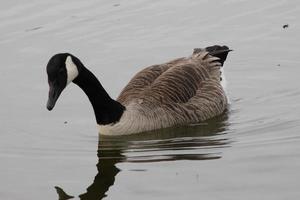 A view of a Canada Goose photo