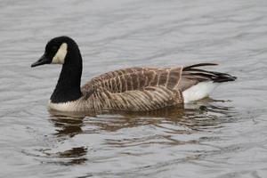 A view of a Canada Goose photo