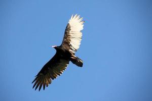 una vista de un buitre de pavo en el cielo foto