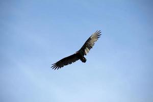 una vista de un buitre de pavo en el cielo foto