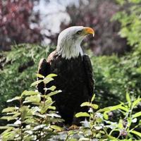 A view of a Bald Eagle photo