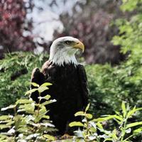 A view of a Bald Eagle photo