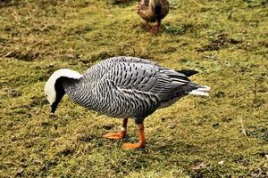 A view of an Emporer Goose photo