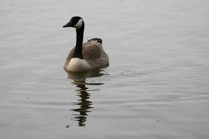 A view of a Canada Goose photo