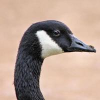 A view of a Canada Goose photo