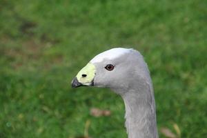 A view of a Cape Barren Goose photo