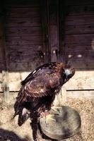 A view of a Golden Eagle photo
