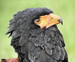 una vista de un águila bateleur foto