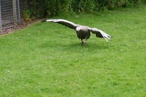 A view of a Cape Barren Goose photo
