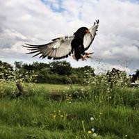 una vista de un águila bateleur foto