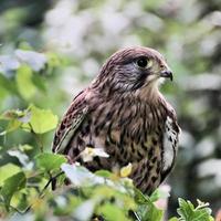 A view of a Kestrel photo