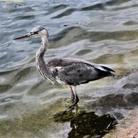 A close up of a Grey Heron photo