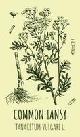 Vector drawings of COMMON TANSY. Hand drawn illustration. Latin name TANACETUM VULGARE L.