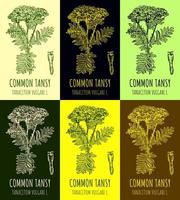 Set of vector drawings of COMMON TANSY in different colors. Hand drawn illustration. Latin name TANACETUM VULGARE L.