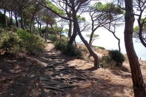 pine roots coming out of the soil looking for water and nutrients photo