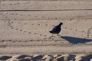Common pigeons on the beach sand in the summer season photo