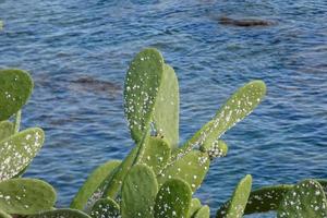 Prickly pear with prickly pears, a plant from southern Europe and North Africa. photo